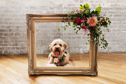 Pet Adornments