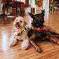 Pet Adornments