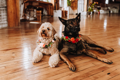 Pet Adornments